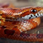 Best Snake Species For Beginners