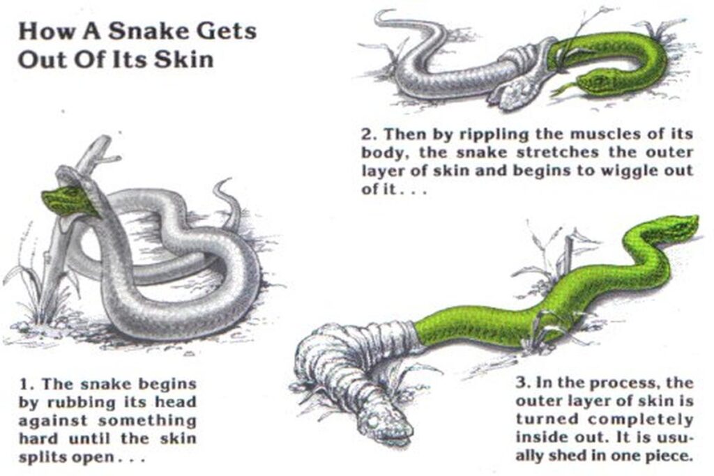 Snake Shedding Process