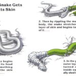 Snake Shedding Process