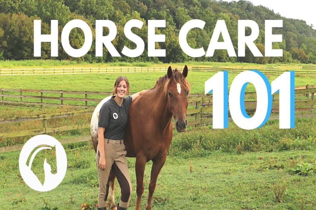 How To Care For A Horse