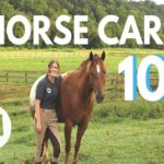 How To Care For A Horse