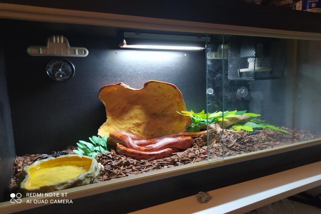 Best Enclosure For A Pet Snake