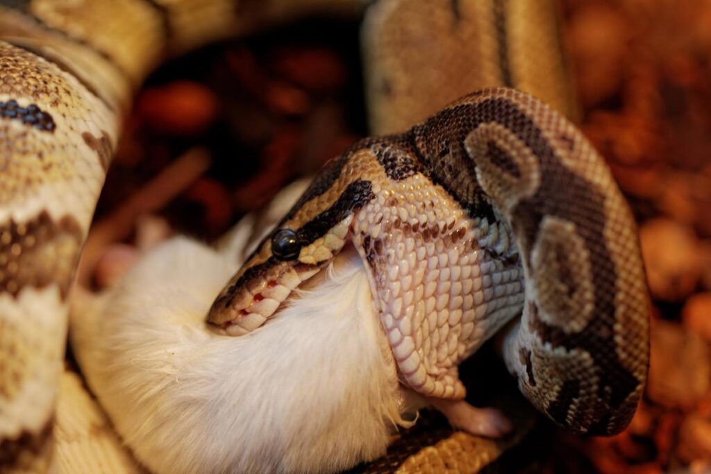 Snake Feeding Schedule For Pythons