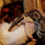 Snake Feeding Schedule For Pythons