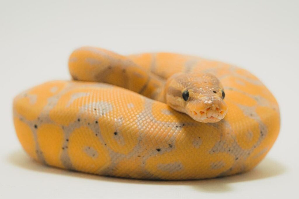 Best Snakes Species For Beginners