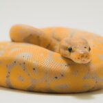 Best Snakes Species For Beginners