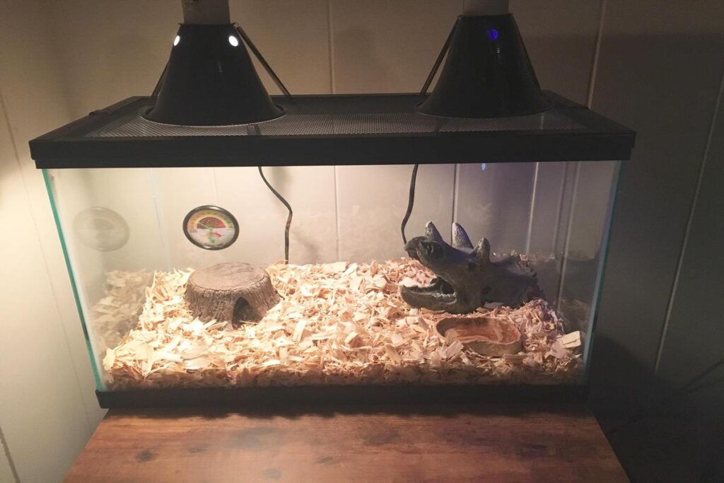 Snake Habitat Setup For Beginners