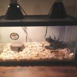 Snake Habitat Setup For Beginners