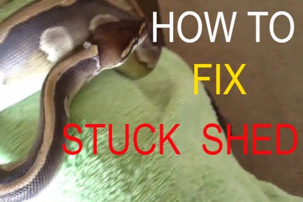 Snake Shedding Problems