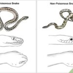 How To Prevent Snake Bites