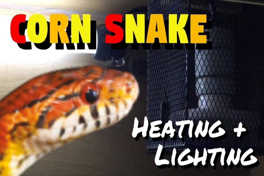 Best Heating Lamps For Snakes