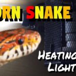 Best Heating Lamps For Snakes