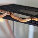 What To Do If Your Snake Escapes