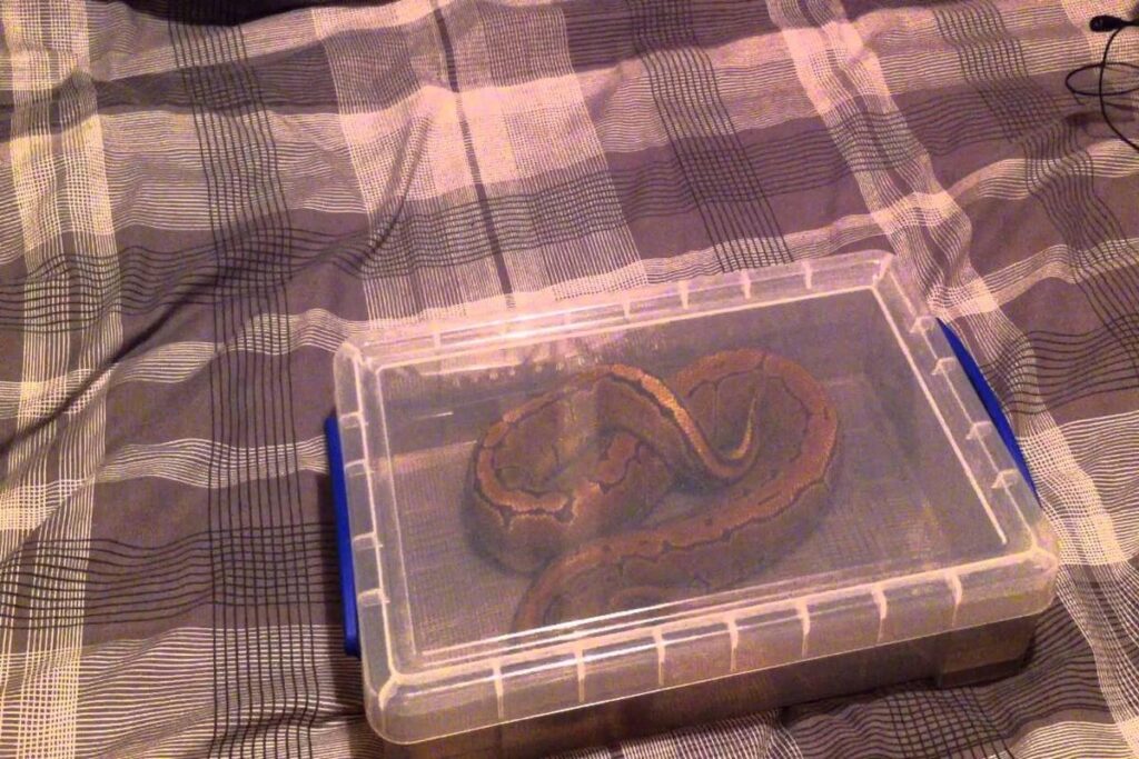 How To Transport A Snake Safely