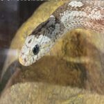 Best Places To Buy Snakes Online