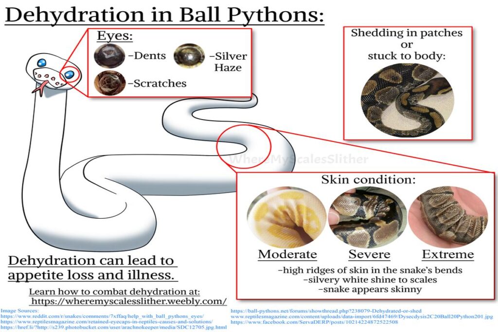 How To Tell If A Snake Is Dehydrated