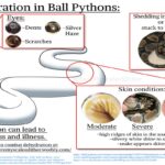 How To Tell If A Snake Is Dehydrated