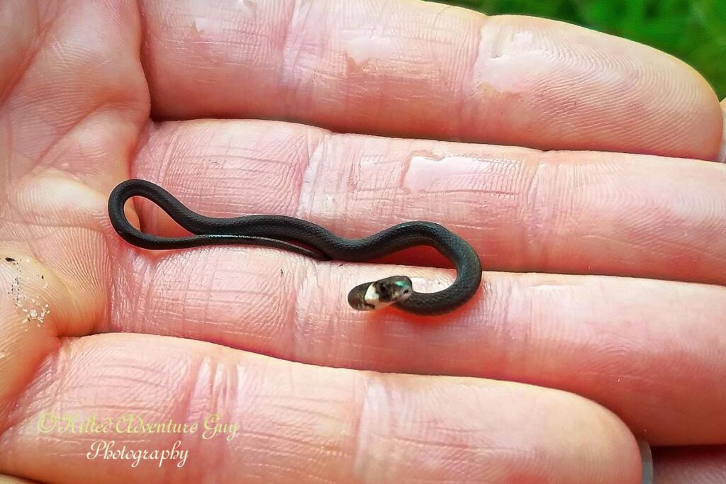 Snake Species That Stay Small