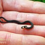 Snake Species That Stay Small