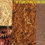 What Substrate Is Best For Snakes