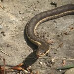 How To Make A Snake-Friendly Backyard