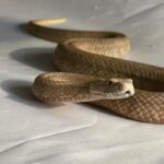 Snake Quarantine Procedures