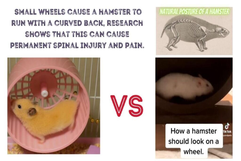 ﻿﻿Do Hamsters Need A Wheel