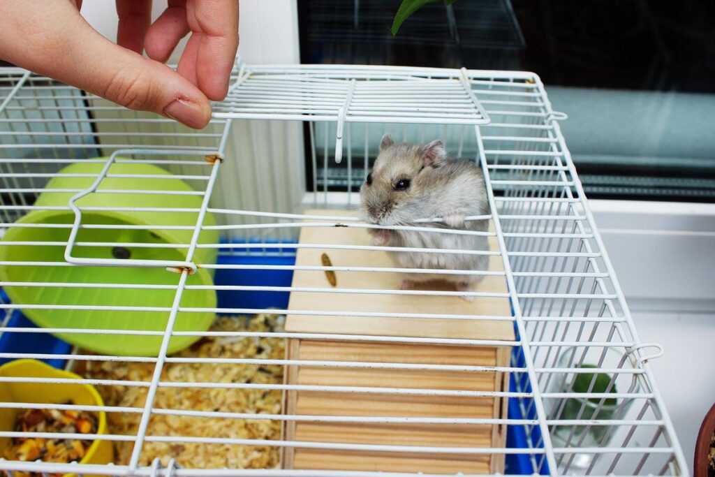 How To Clean A Hamster Cage