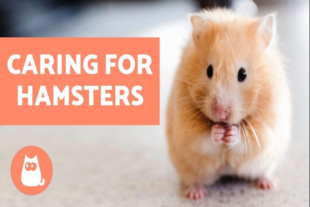 How To Care For A Hamster