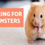 How To Care For A Hamster