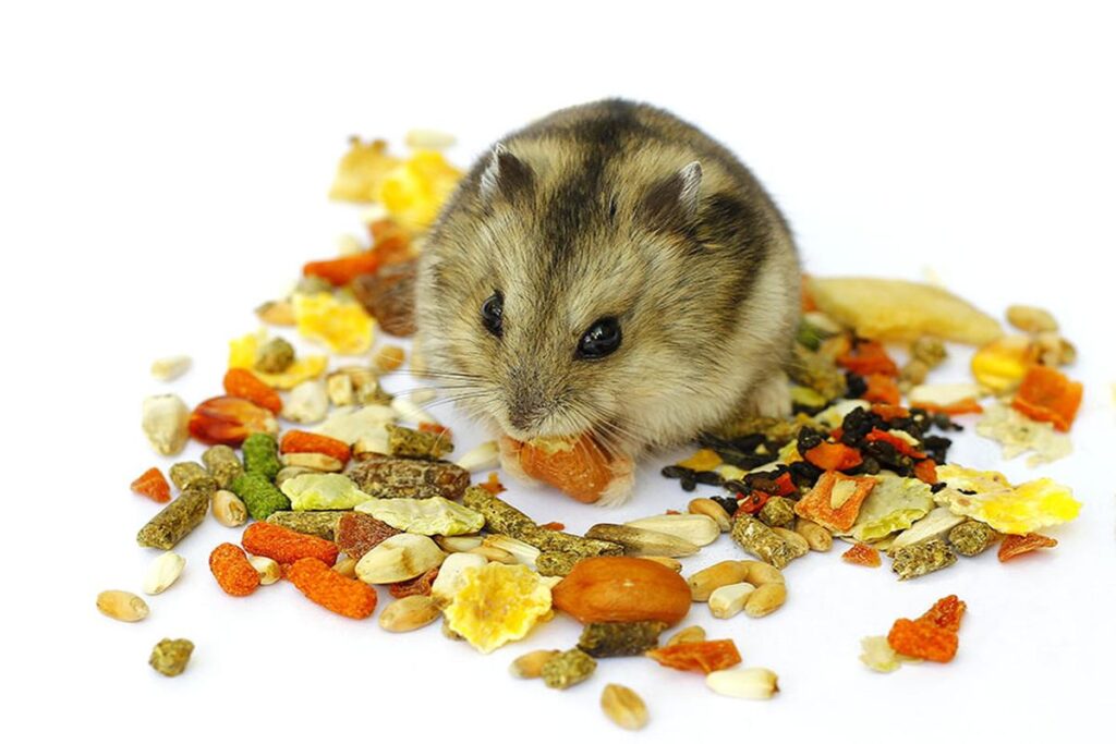 What Do Hamsters Eat