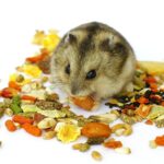 What Do Hamsters Eat