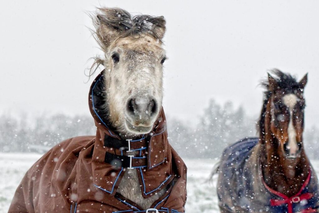 Can Horses Live Outside In Winter