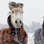 Can Horses Live Outside In Winter