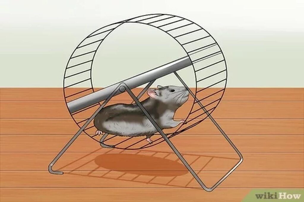 Do Hamsters Need Exercise