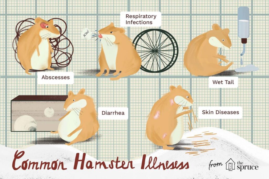 How To Tell If A Hamster Is Sick