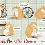 How To Tell If A Hamster Is Sick