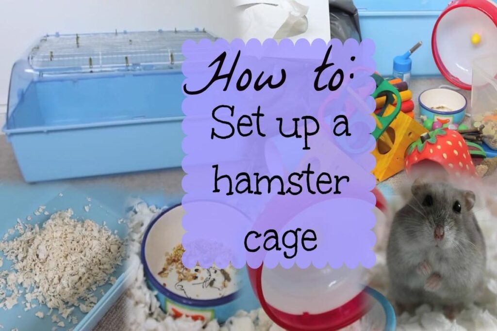 How To Set Up A Hamster Habitat