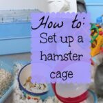 How To Set Up A Hamster Habitat