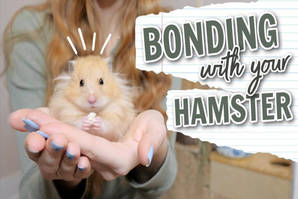 How To Bond With A Hamster