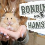 How To Bond With A Hamster