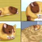 What Are The Signs Of A Pregnant Hamster