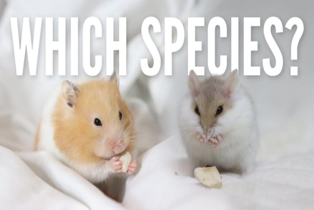 What Type Of Hamster Is Best For Beginners