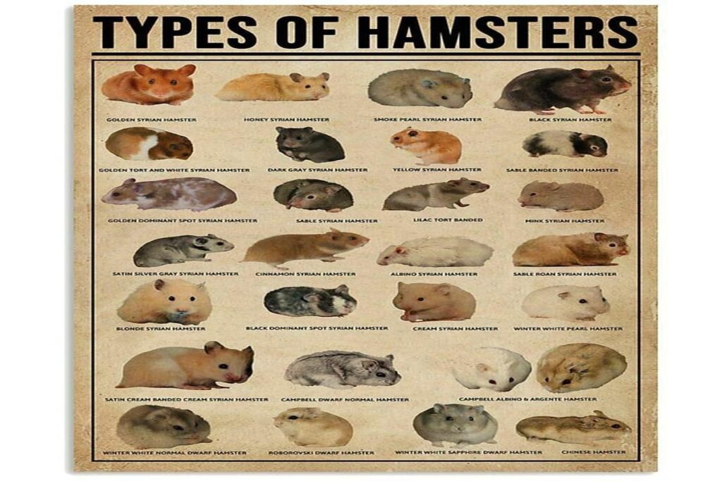 What Is The Best Hamster Breed