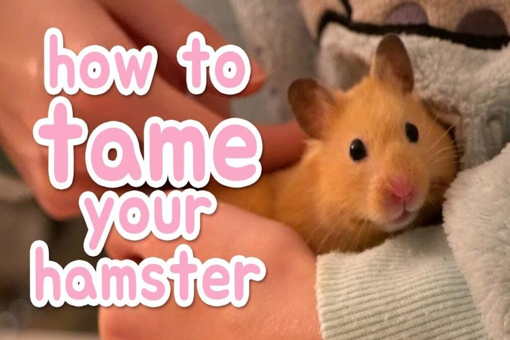 How To Tame A Hamster