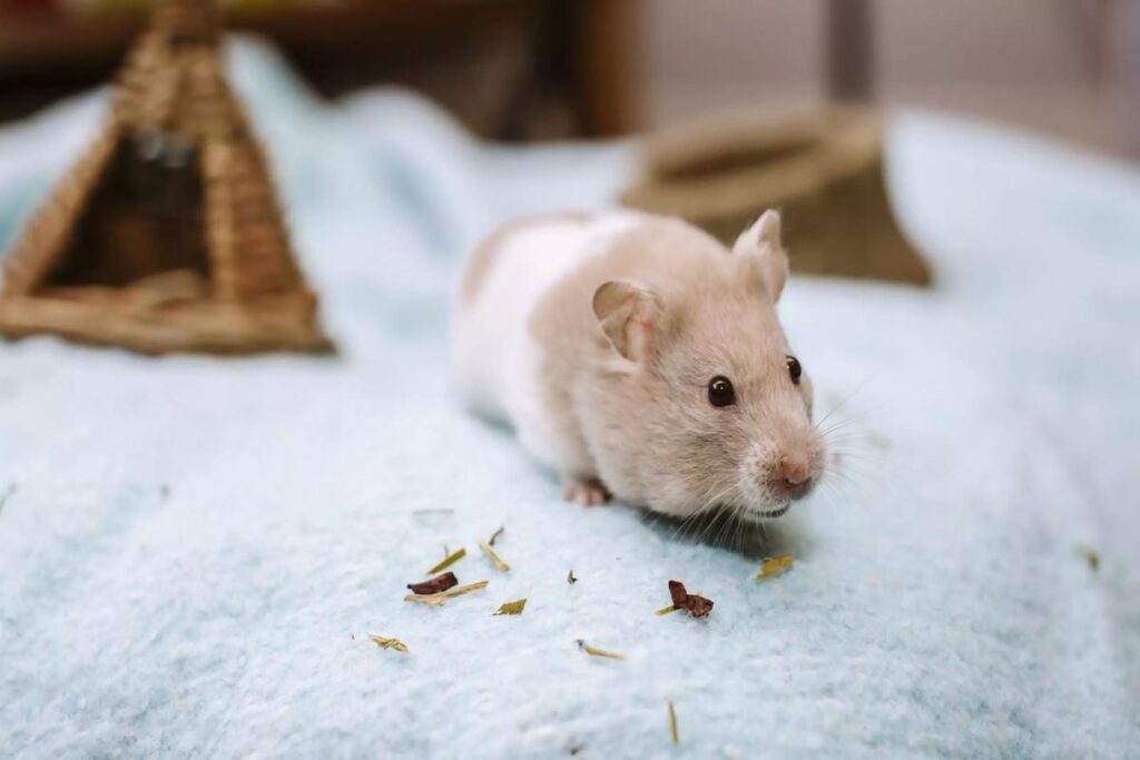 How Often Should A Hamster Exercise