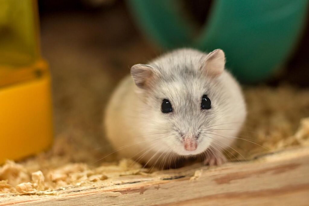 How Much Water Does A Hamster Need