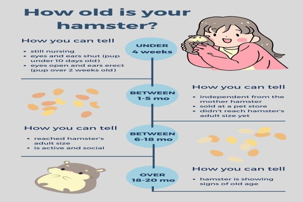 How To Tell A Hamster’S Age