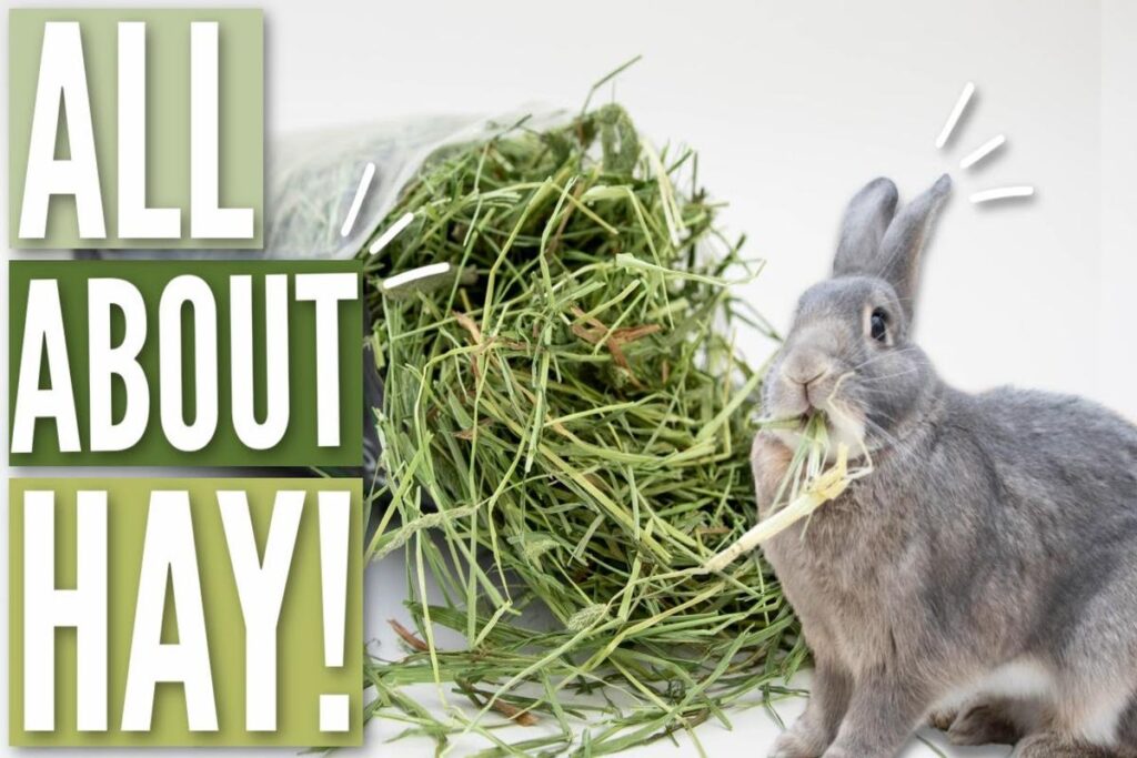 ﻿﻿Best Hay For Rabbits