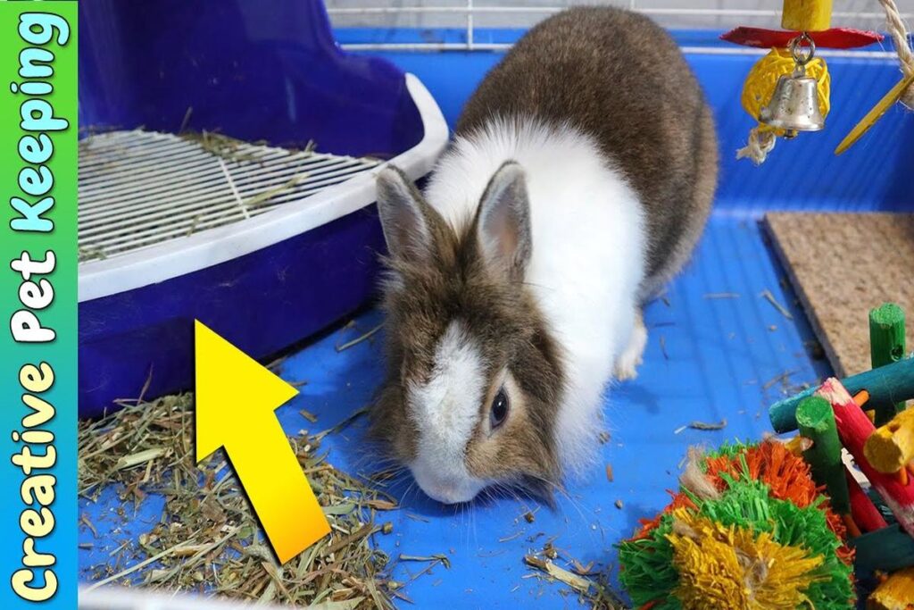 How To Litter Train A Rabbit